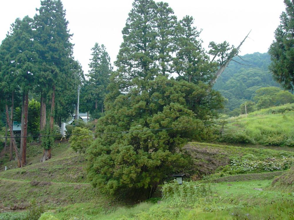 善光寺地震による山体崩壊で傾いた臥雲院の三本杉 周囲の状況