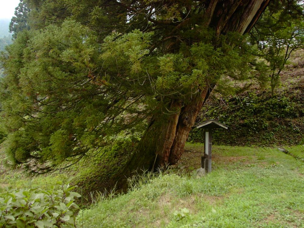 善光寺地震による山体崩壊で傾いた臥雲院の三本杉 根元部分