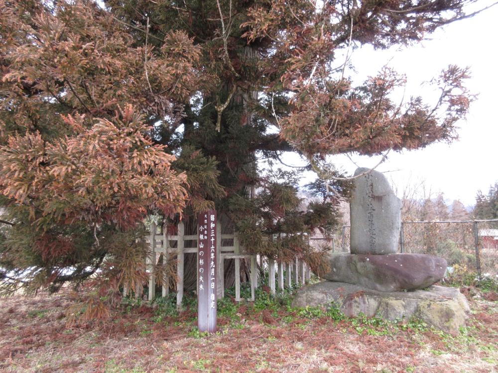 「小根山の杉の大木」 根元部分と標柱の写真