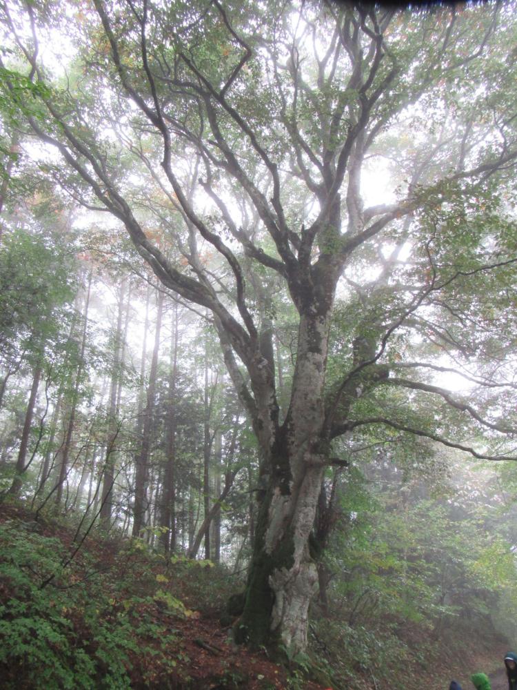 聖山にある2本のブナの木の写真