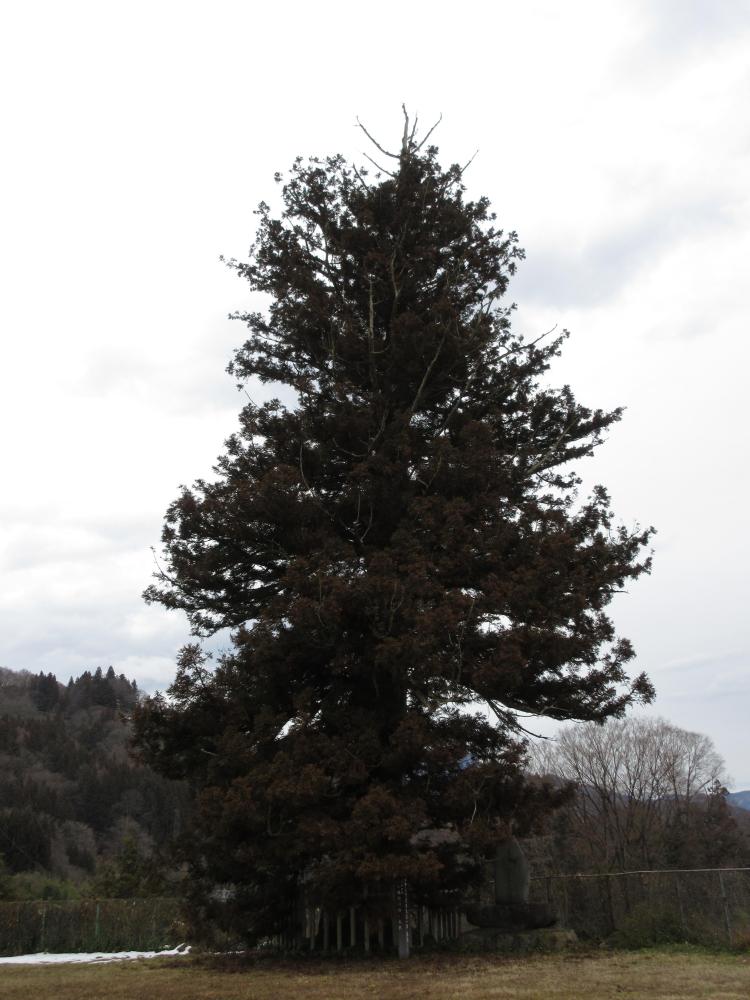 「小根山の杉の大木」 全体