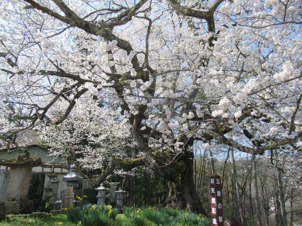 立屋の桜