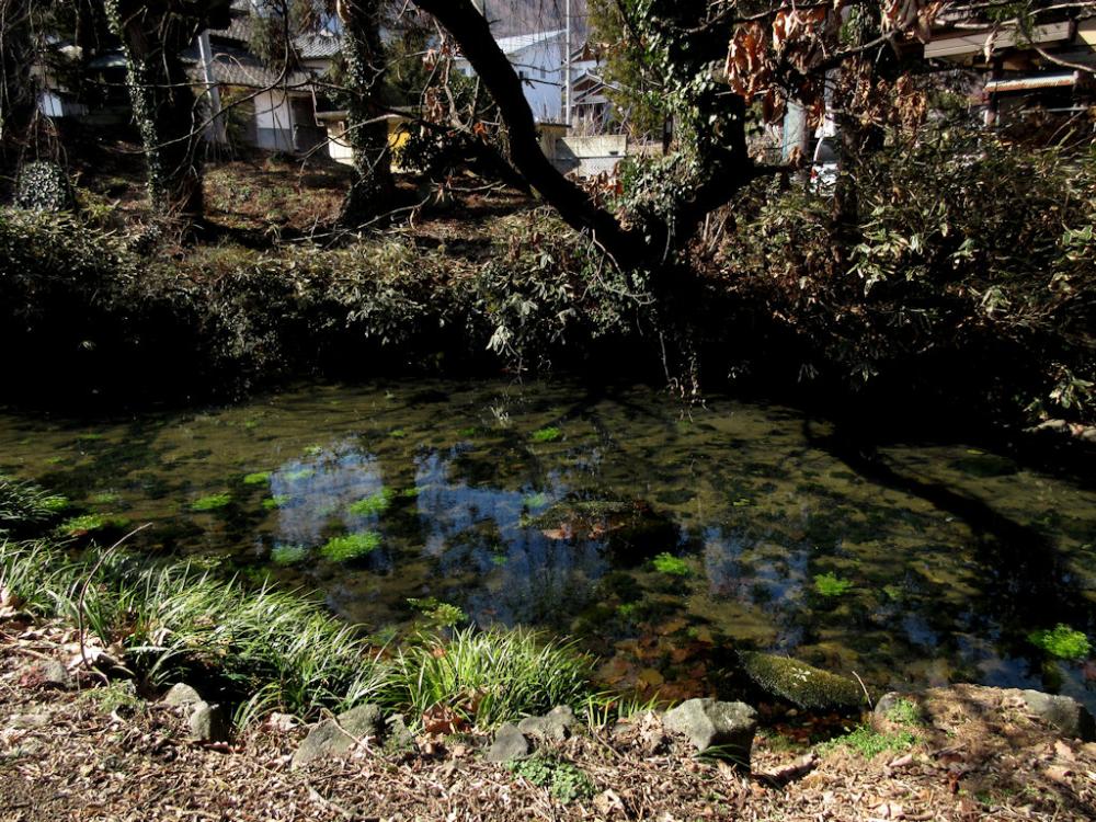 サケの孵化(ふか)施設になった東勝寺 ～水が湧き出す池の写真