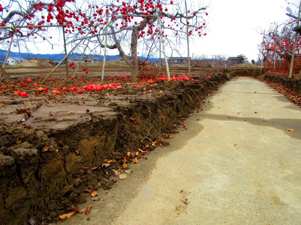 令和元年東日本台風 水没したリンゴ畑に堆積した土砂の写真