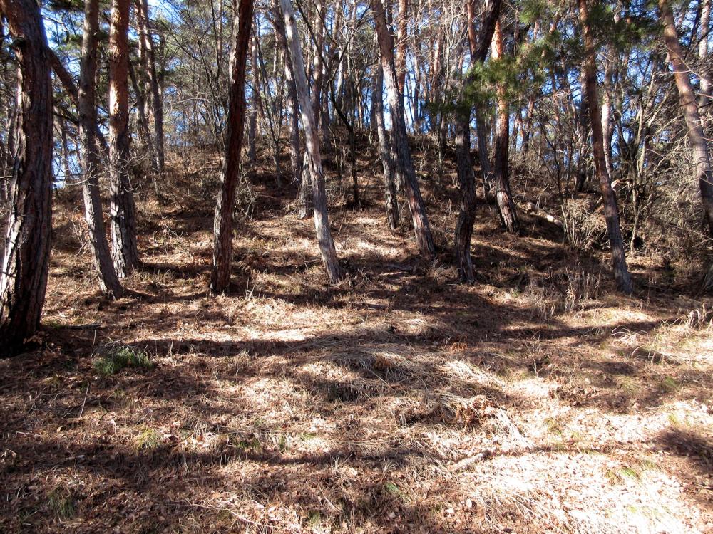 川柳将軍塚古墳 南側(市道)から見上げた後円部