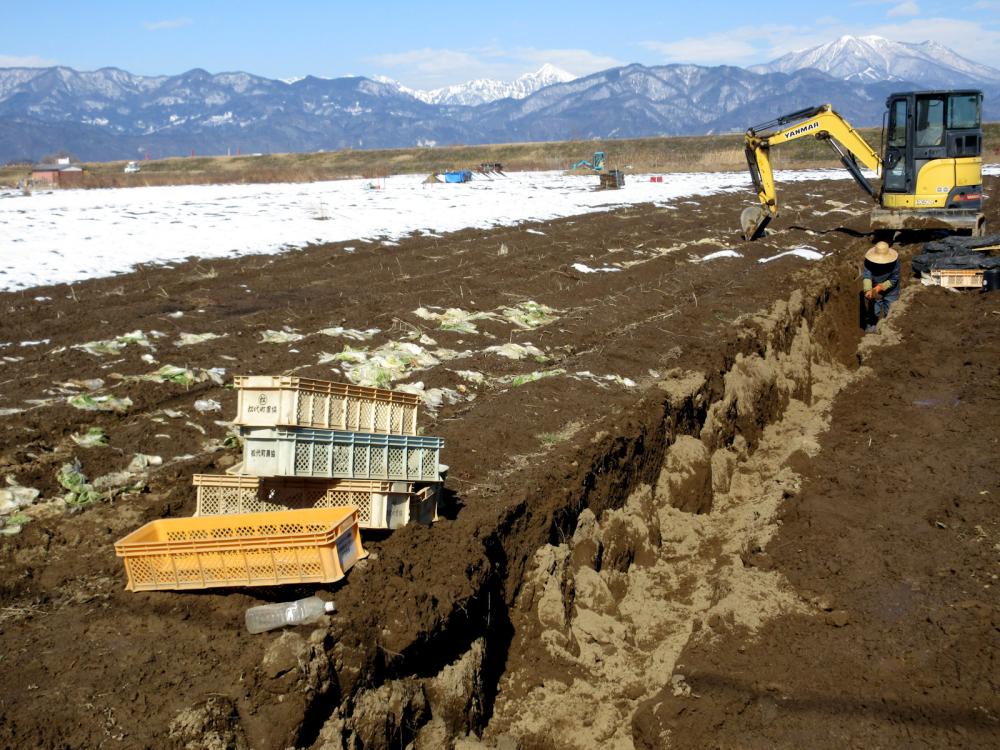 千曲河畔の長芋の収穫