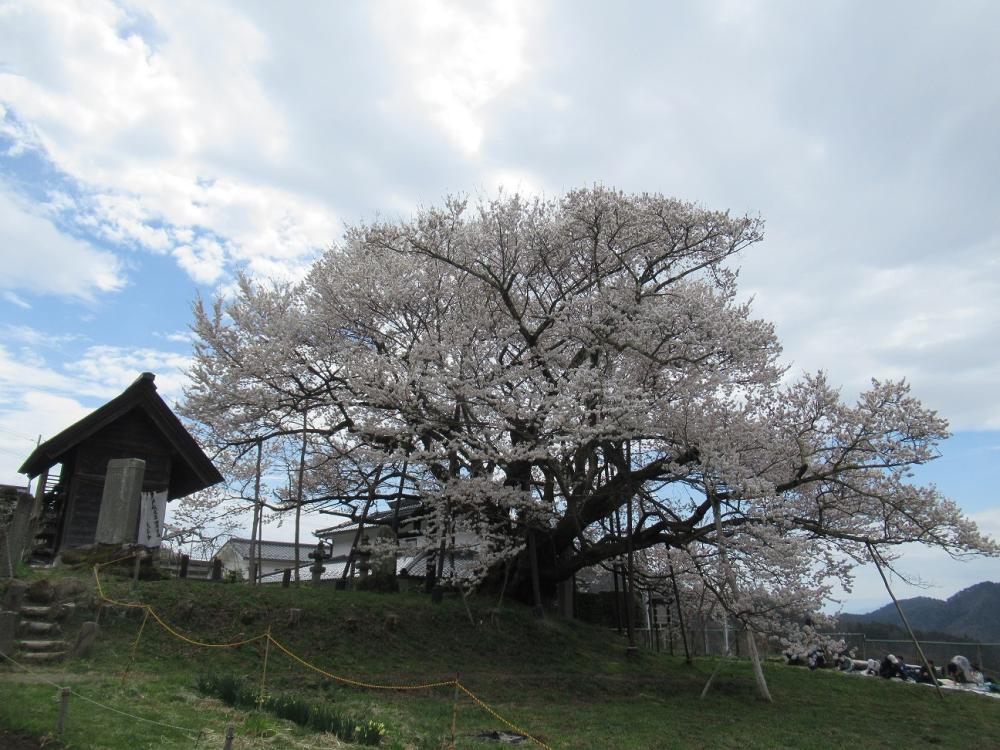 国天然記念物 素桜神社の神代ザクラ