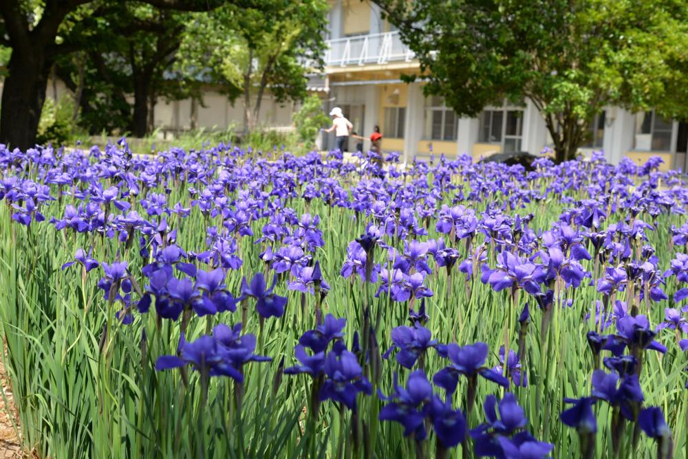 柳原小学校の写真