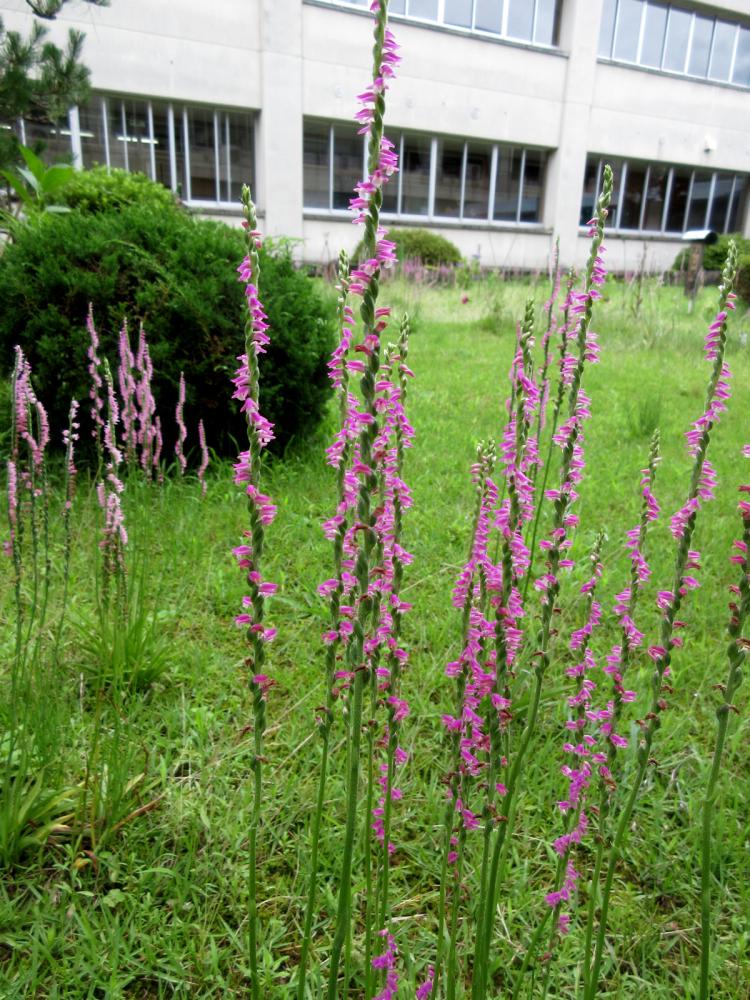 ネジバナの花(小川中学校の中庭にて)の写真