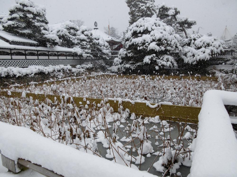 善光寺 放生池(蓮池)の写真