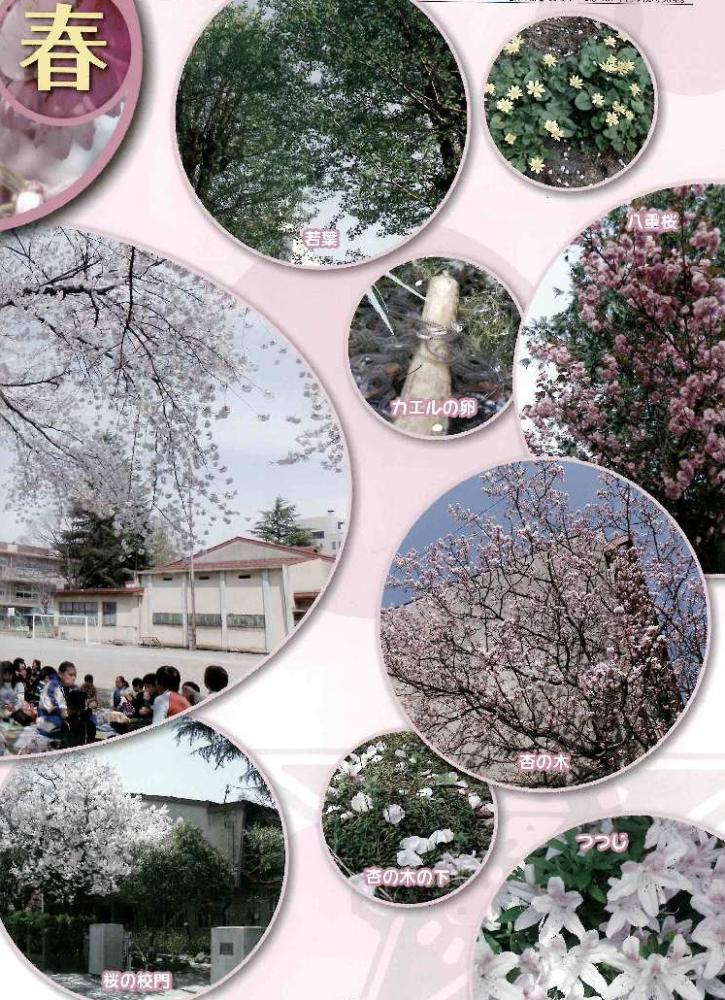 旧後町小学校の植物