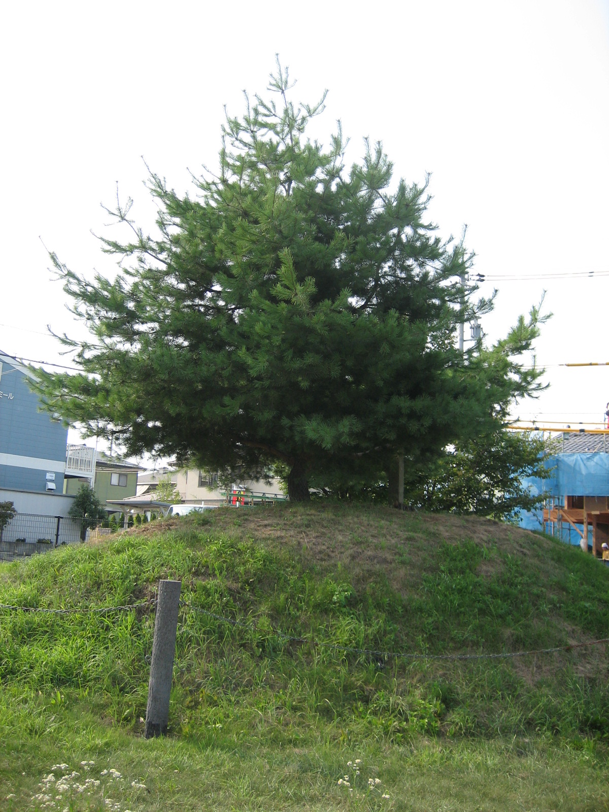 一里塚北側松の写真