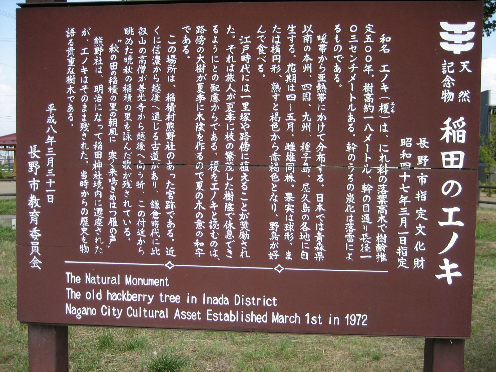 稲田エノキ説明