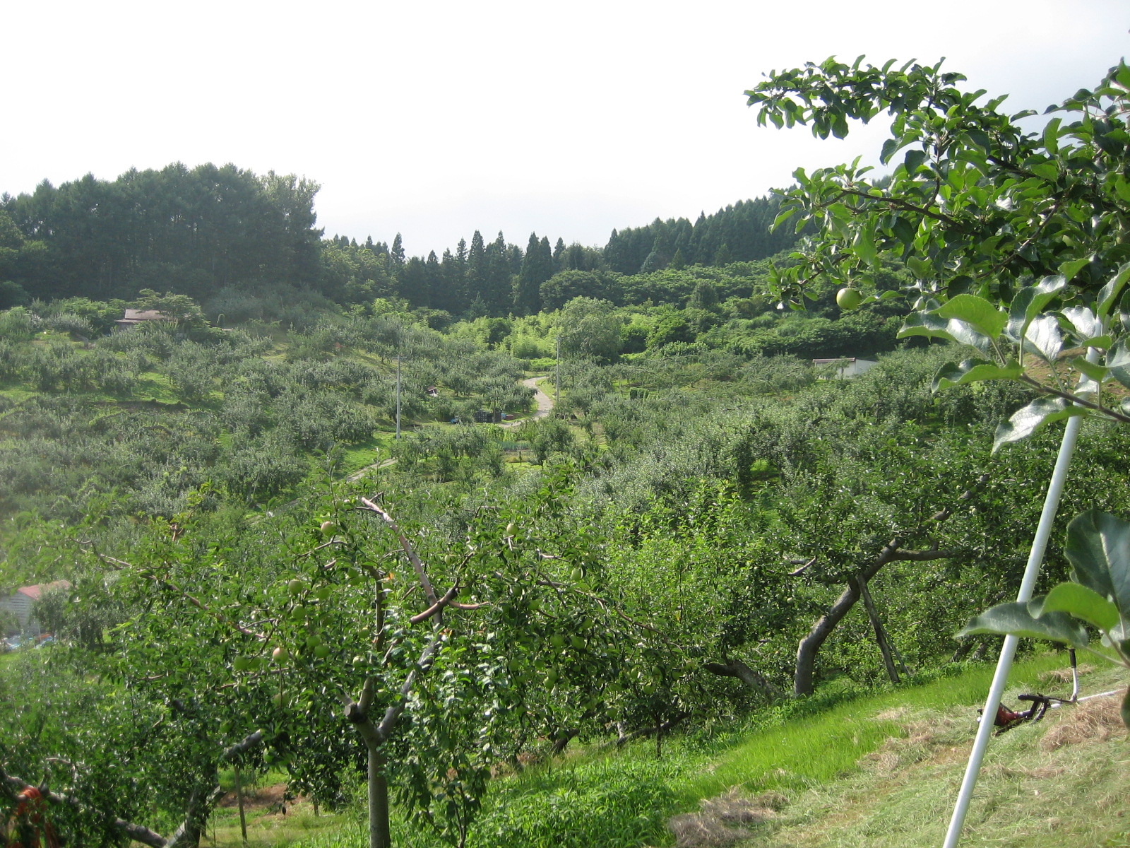 旧髻地区遠景の写真