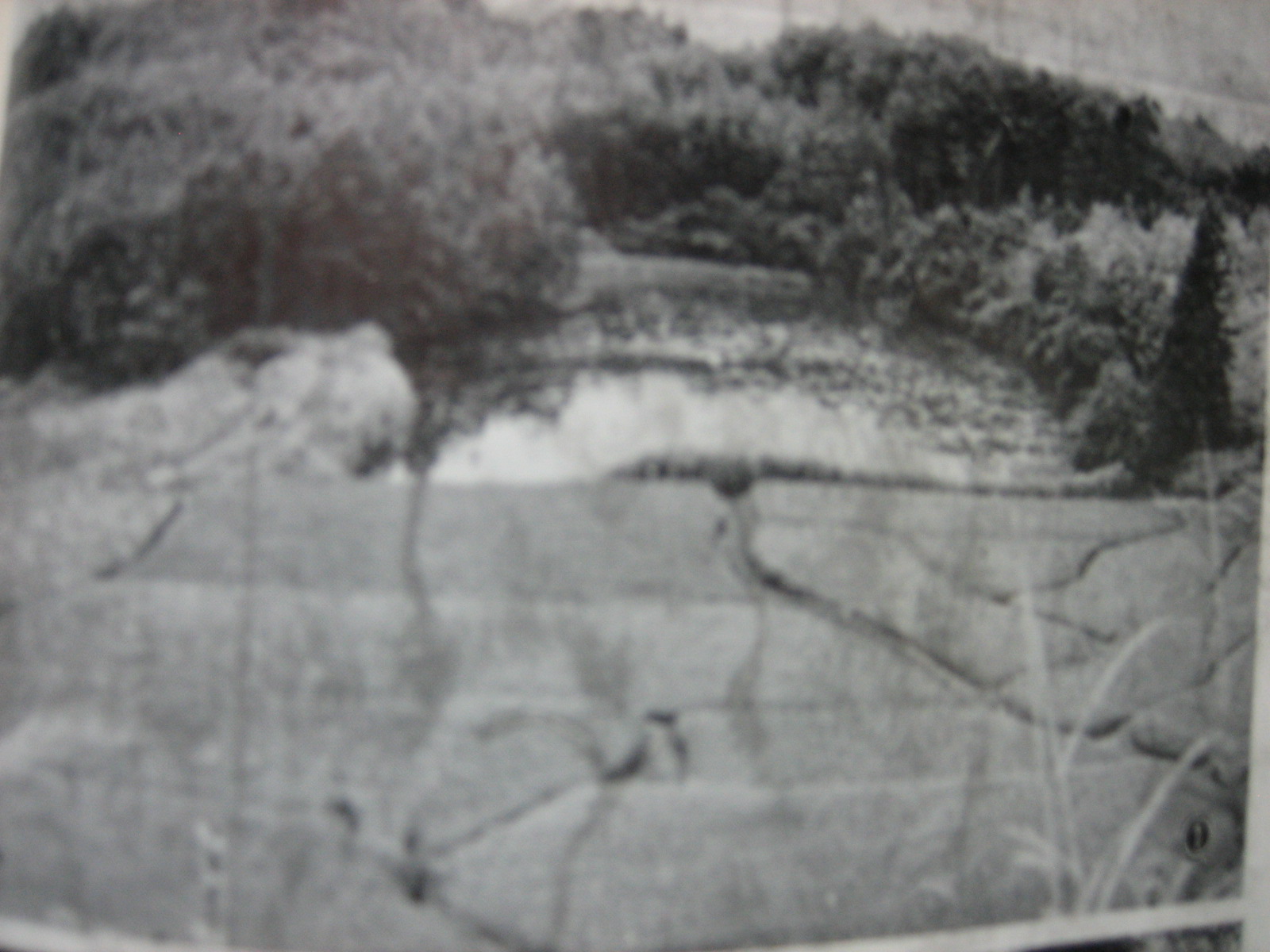 豊野最古の溜め池原池の写真