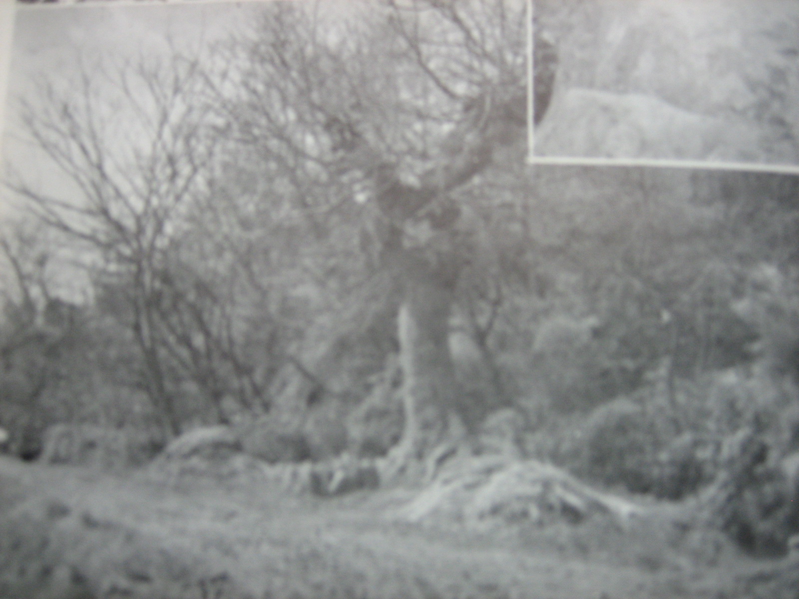 飯山街道浅野一里塚の榎の写真