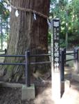里宮神社の大杉①