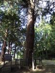 里宮の大杉②の写真