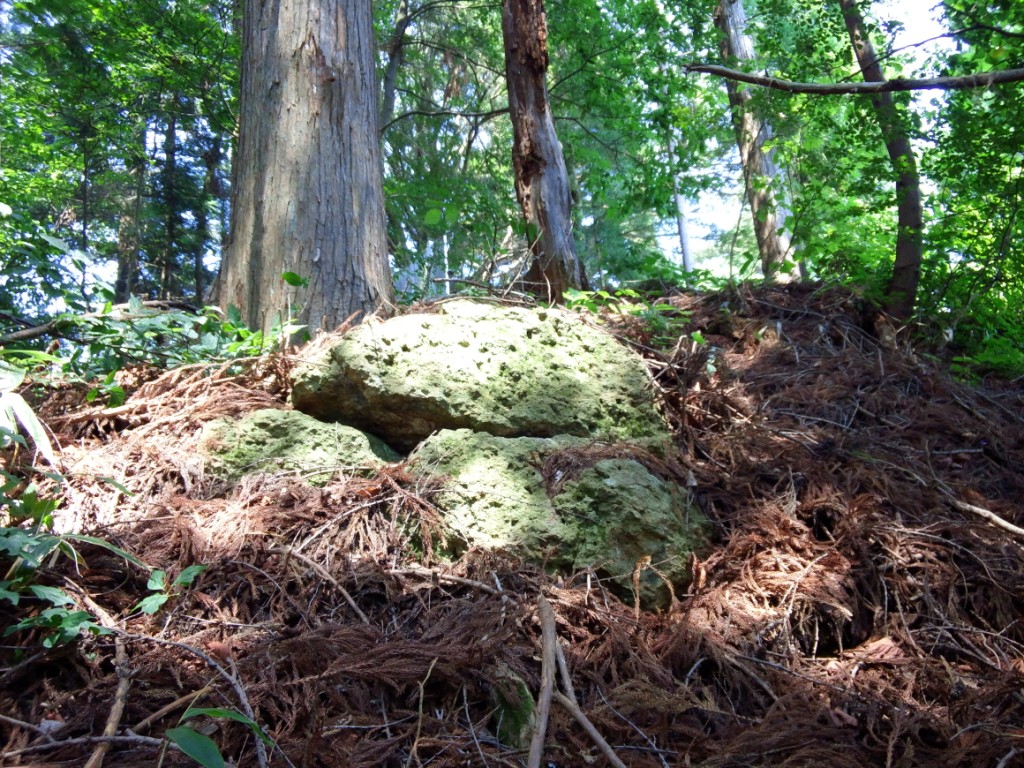 富士の塔山城跡③（西側斜面）