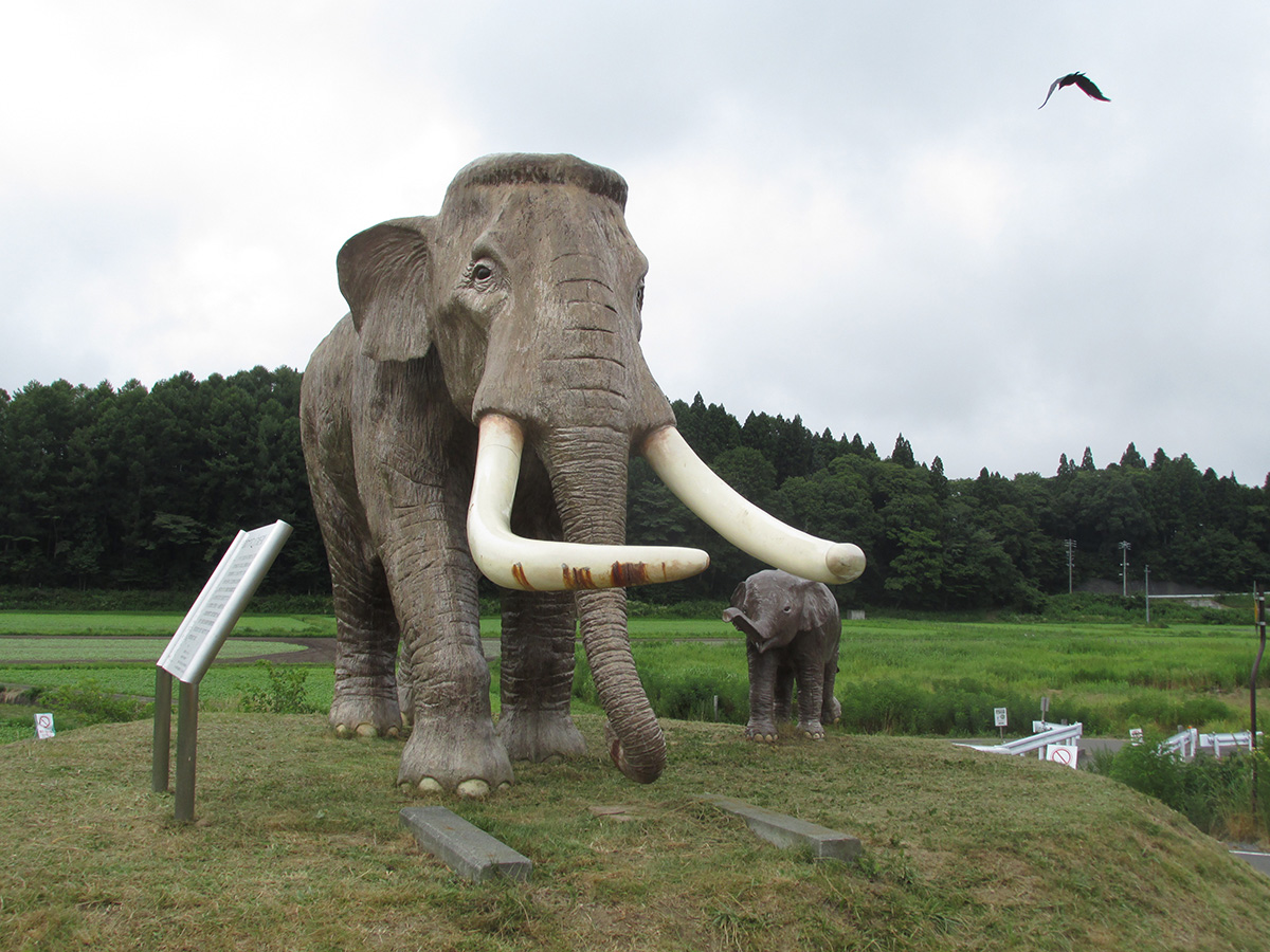 ナウマン象の写真