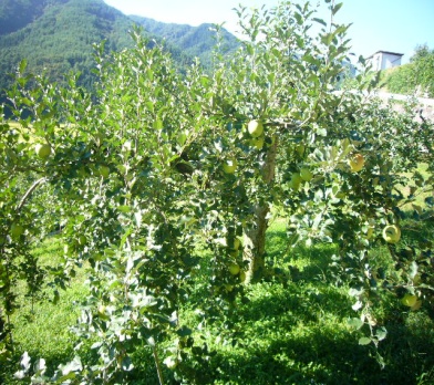 段々畑のりんご畑1の写真