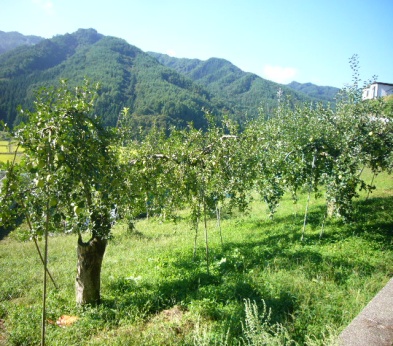 段々畑のりんご畑2