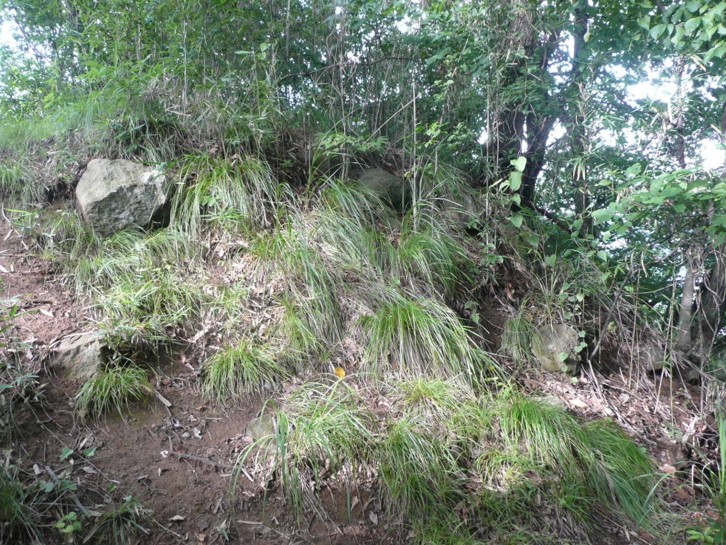 塩崎新（赤沢）城跡③の写真