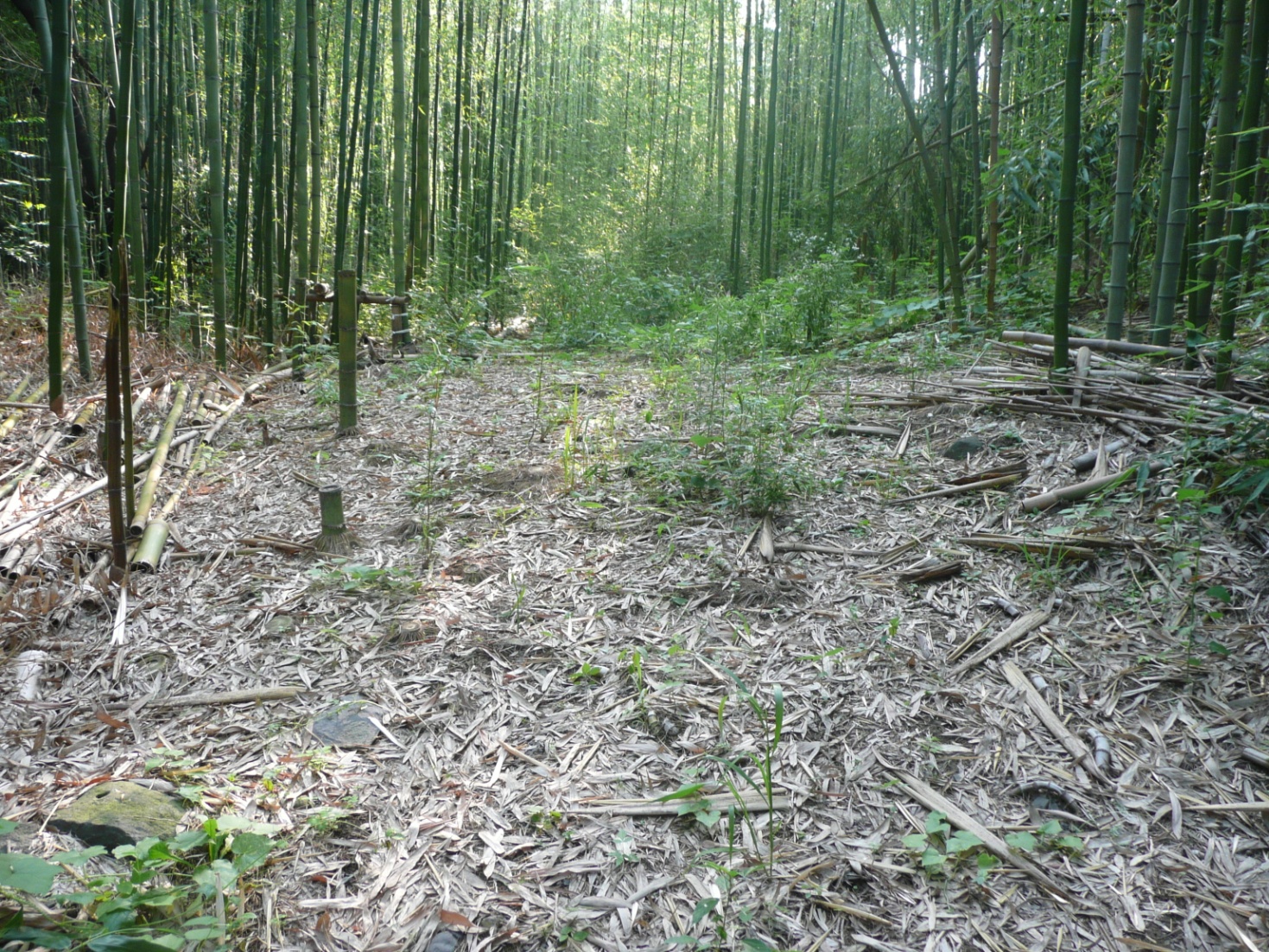 石川城跡②　竹におおわれた主郭