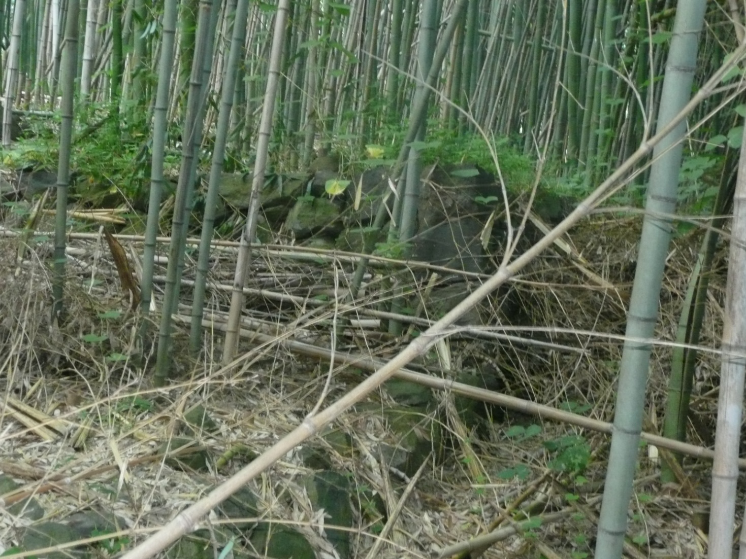 石川城跡③　竹林に残る石塁