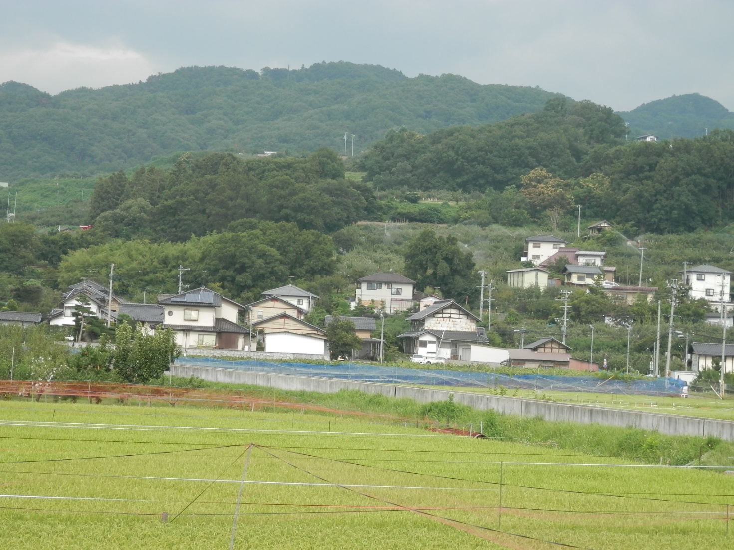 篠ノ井二ツ柳の写真