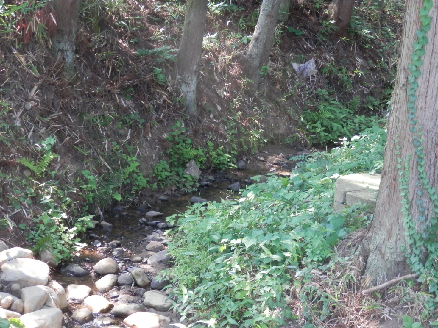 二ツ柳城跡⑤　城跡を流れる川