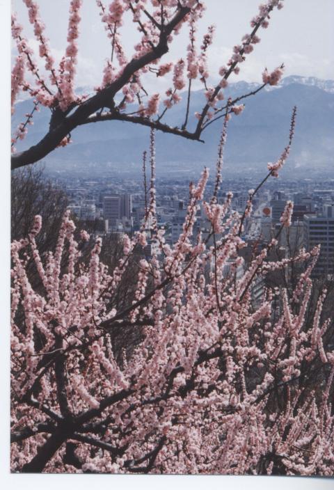 安茂里　杏１の写真