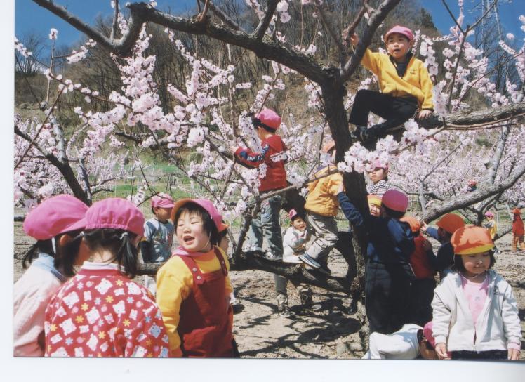 安茂里　杏３の写真