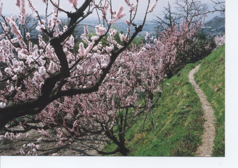 安茂里　杏４の写真