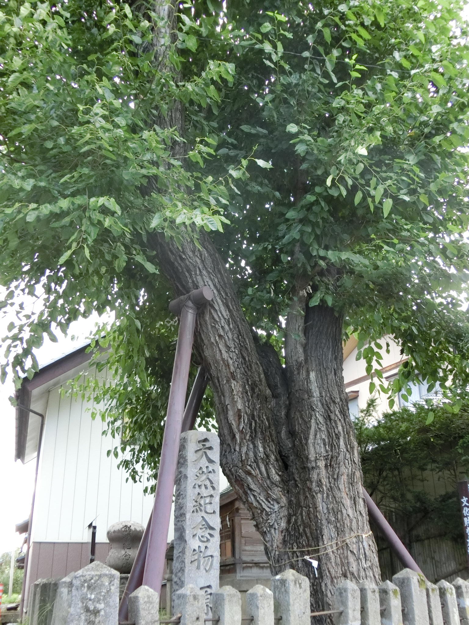 県天然記念物「真島のクワ」の写真