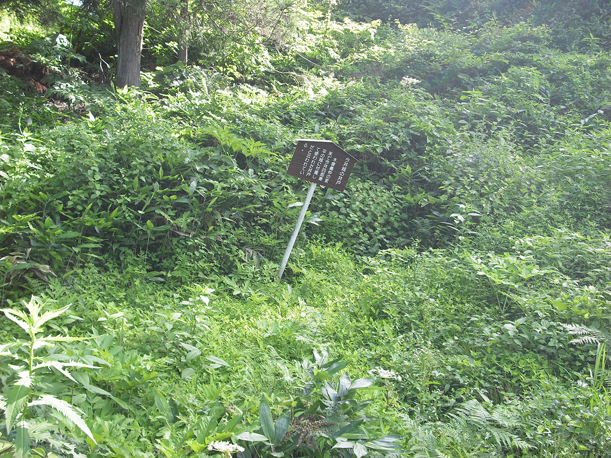 今井城④の写真